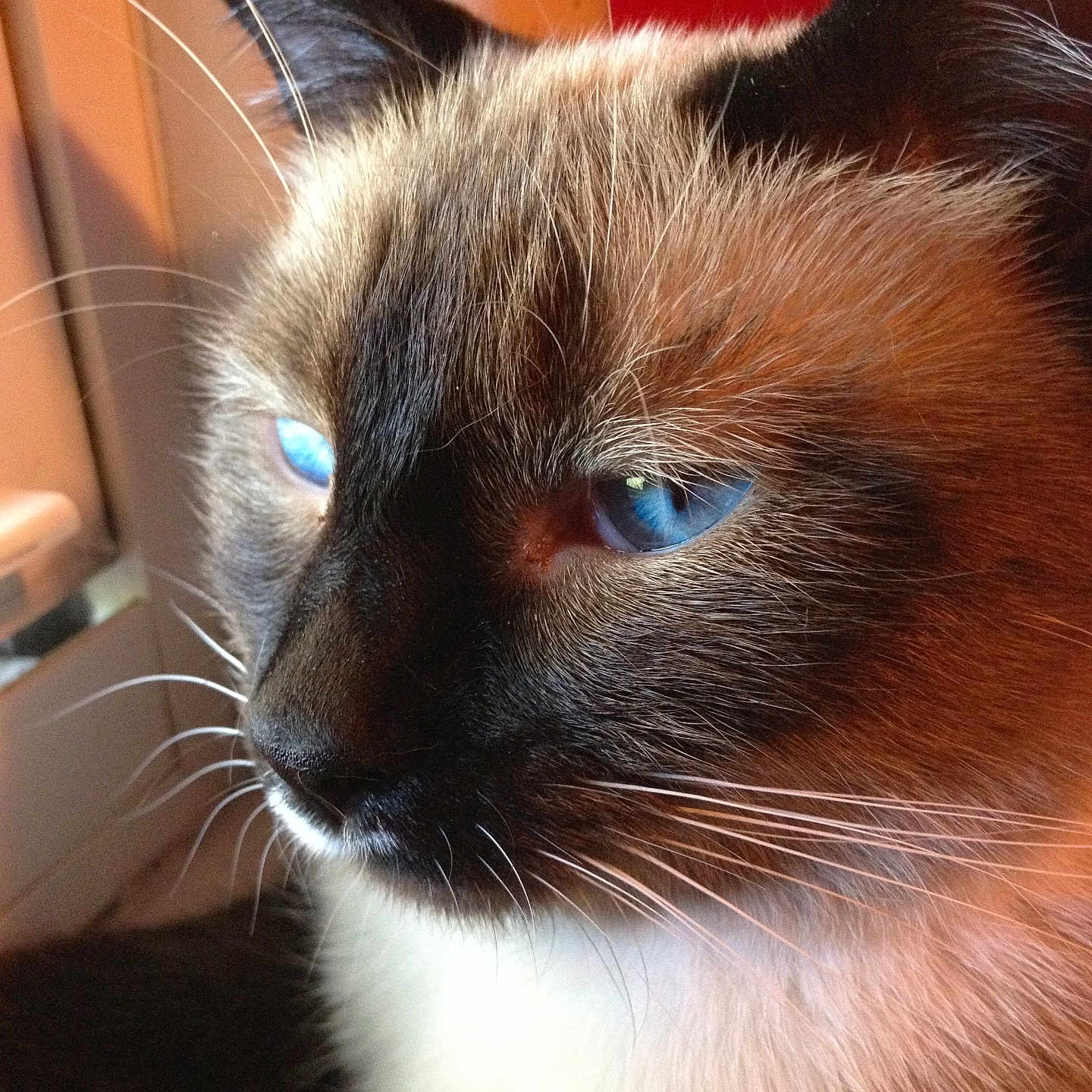 Baby joined the competition — help win amazing prizes! animal, blue_eyes, cat, close_up, cute, domestic_animal, ears, face, feline, fur, indoor, light, mammal, nose, pet, portrait, siamese_cat, thinking, whiskers, window