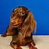 dog, dachshund, long_hair, brown_fur, portrait, sitting, pet, canine, floppy_ears, large_eyes, nose, paws, collar, indoor, carpet, blue_background, studio_photo, front_view, cute, animal