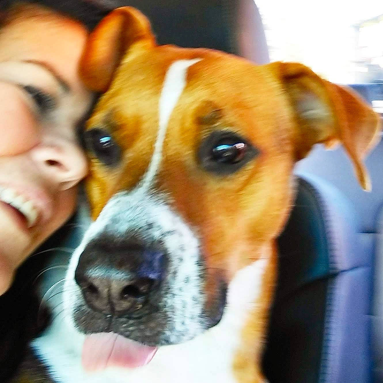 Rigger Roo is registered to the contest to win money with this photo: beagle, canidae, carnivore, collar, comfort, companion_dog, dog, dog_breed, ear, fawn, fur, hound, hunting_dog, mammal, scent_hound, snout, sporting_group, whiskers, working_animal, working_dog