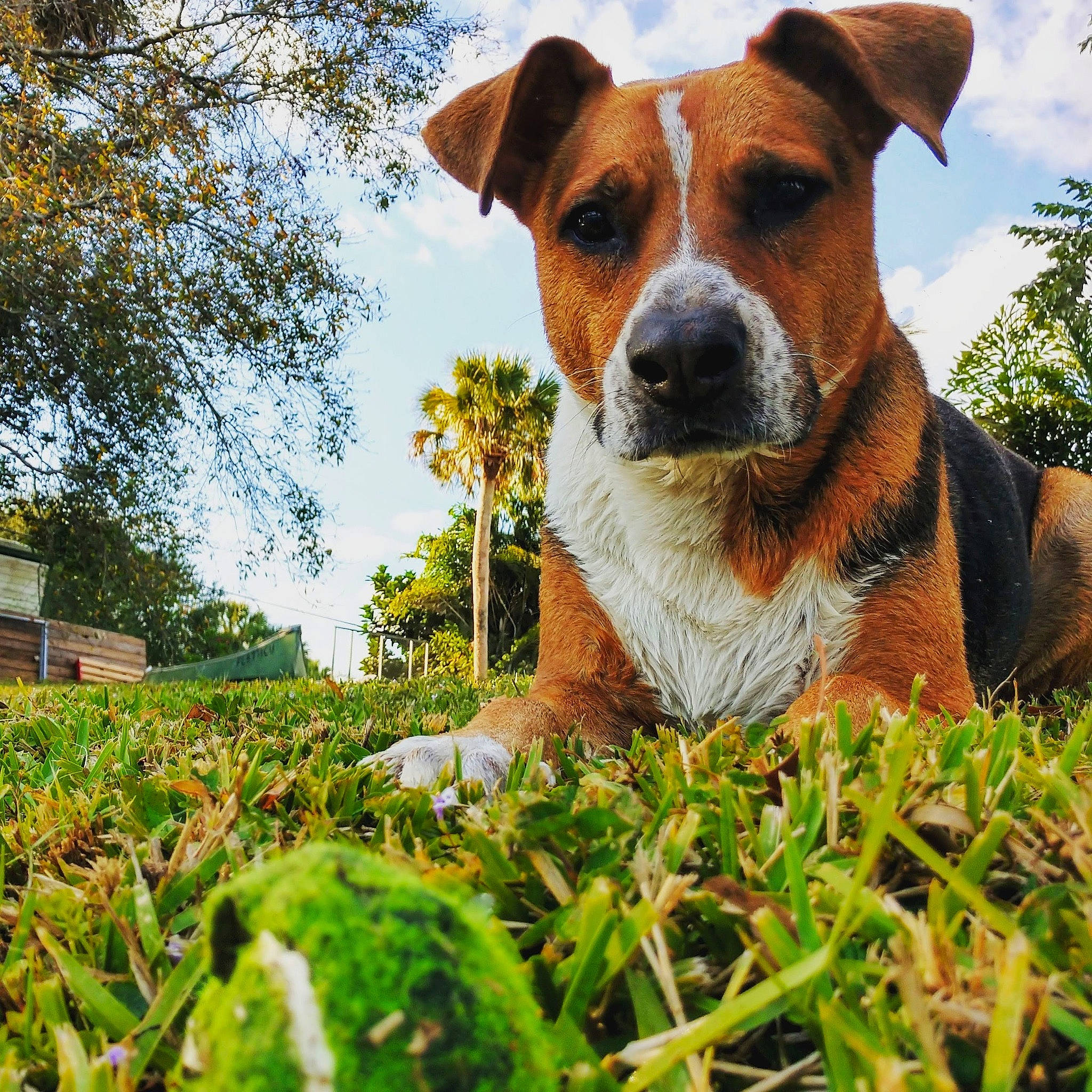 Rigger Roo is registered to the contest to win money with this photo: carnivore, cloud, collar, companion_dog, dog, dog_breed, fawn, grass, green, groundcover, landscape, natural_landscape, people_in_nature, plant, plantation, sky, snout, tree, whiskers, working_animal