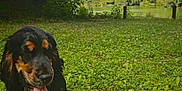 Lady participe au concours pour gagner de l'argent avec cette photo : animal, canine, cloud, dog, field, grass, green, happy, lake, leaves, nature, outdoor, park, pet, sitting, sky, summer, sunny, tongue, tree