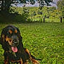 animal, canine, cloud, dog, field, grass, green, happy, lake, leaves, nature, outdoor, park, pet, sitting, sky, summer, sunny, tongue, tree