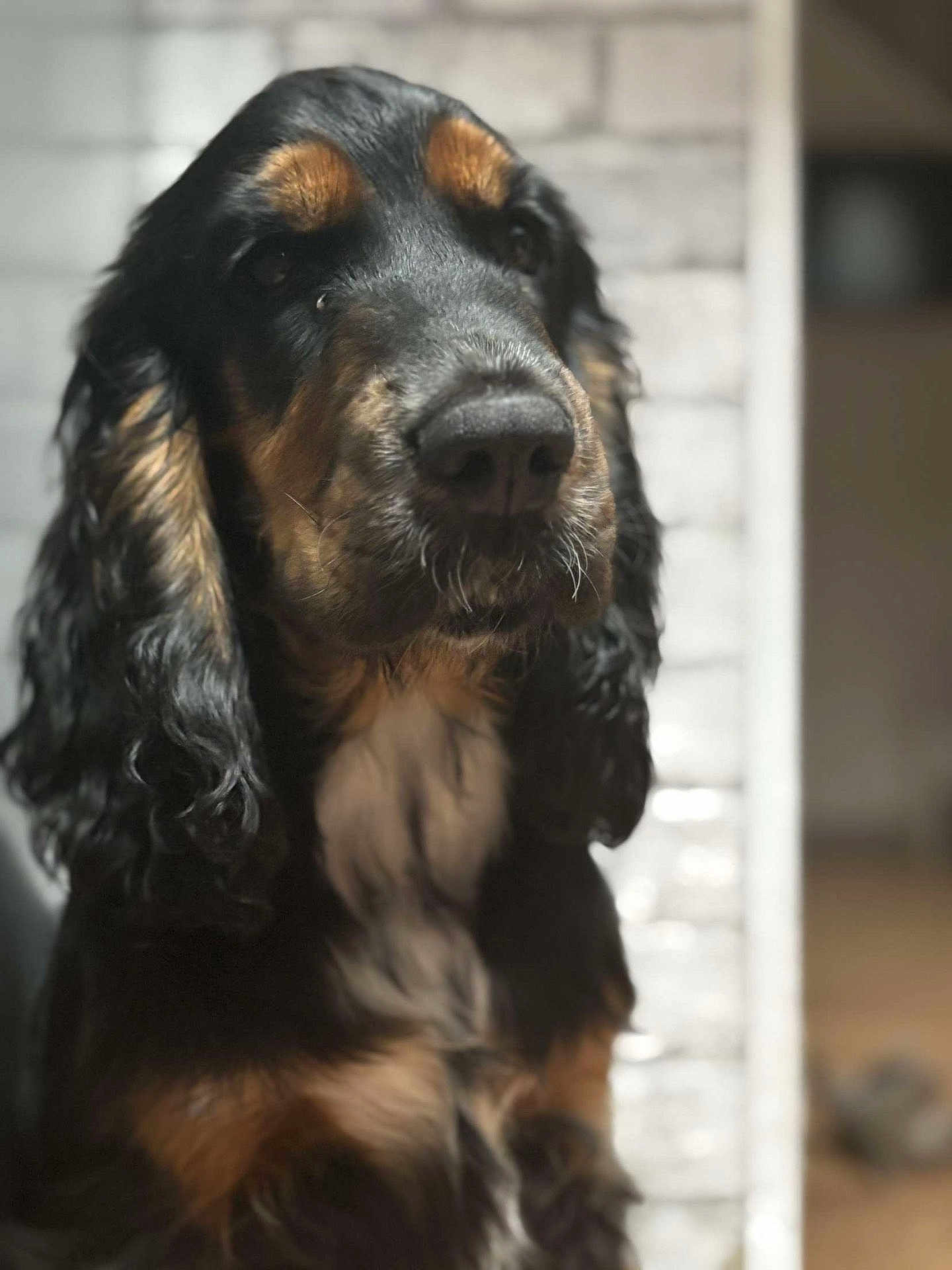 Lady a rejoint le concours — aidez-le/la à gagner de superbes lots ! animal, background_blur, black, canine, close_up, companion, curly_fur, dog, domestic_animal, expression, fur, indoors, long_ears, mammal, nostrils, pet, portrait, snout, tan, whiskers
