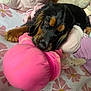 Lady participe au concours pour gagner de l'argent avec cette photo : animal, bedspread, black, brown, closeup, cozy, cute, dog, floral_pattern, indoors, pet, pink, plush_toys, puppy, resting, sleepy, soft_toys, stuffed_animal, toy, young_dog