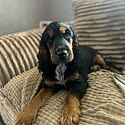 Lady a rejoint le concours — aidez-le/la à gagner de superbes lots ! animal, black_and_tan, canine, close_up, companion, couch, cozy, cute, dog, domestic, fur, home, indoor, laying_down, pet, portrait, puppy, relaxed, soft_texture, young_dog