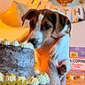 Reese a rejoint le concours — aidez-le/la à gagner de superbes lots ! puppy, dog, birthday_cake, cake, frosting, balloons, birthday_banner, celebration, tattoo, hand, sniffing, cute, pet, close_up, indoor, decorations, festive, fourth_birthday, white, brown