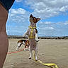 Reese a rejoint le concours — aidez-le/la à gagner de superbes lots ! dog, beach, sand, harness, leaping, sky, clouds, person, leg, outdoor, playful, animal, pet, nature, daytime, fun, jumping, canine, seaside, leash