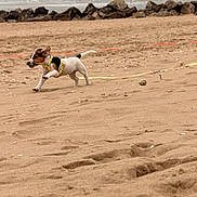 Reese participe au concours pour gagner de l'argent avec cette photo : dog, puppy, beach, sand, running, yellow_harness, sea, rocks, outdoor, nature, animal, energetic, playful, canine, coast, sky, waves, shore, small_dog, walking