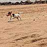 dog, puppy, beach, sand, running, yellow_harness, sea, rocks, outdoor, nature, animal, energetic, playful, canine, coast, sky, waves, shore, small_dog, walking