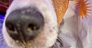 Reese participe au concours pour gagner de l'argent avec cette photo : dog, close_up, nose, face, curious, pet, animal, brown, white, fur, whiskers, ears, eyes, snout, indoor, fabric, colorful, pattern, sun, playful