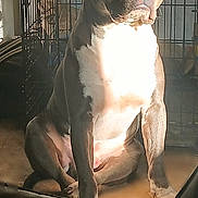 Drax Et Alpha a rejoint le concours — aidez-le/la à gagner de superbes lots ! dog, indoor, sunlight, crate, pet, brown, white, sitting, relaxed, calm, animal, canine, furniture, home, shadow, floor, snout, ears, resting, quiet