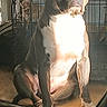 dog, indoor, sunlight, crate, pet, brown, white, sitting, relaxed, calm, animal, canine, furniture, home, shadow, floor, snout, ears, resting, quiet