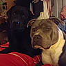 dog, two_dogs, black_dog, pitbull, bed, blanket, indoor, furniture, clothing, sitting, pet, animal, resting, curious, alert, household, room, casual, domestic, cozy