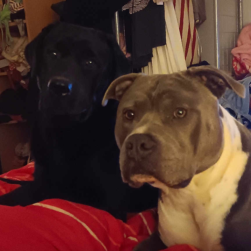 Drax Et Alpha