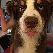Sunny a rejoint le concours — aidez-le/la à gagner de superbes lots ! dog, close_up, tongue_out, brown_and_white, indoor, pet, furry, canine, cute, face, animal, domestic_animal, companion, looking_at_camera, blurred_background, person_in_background, table, home, fur, eyes