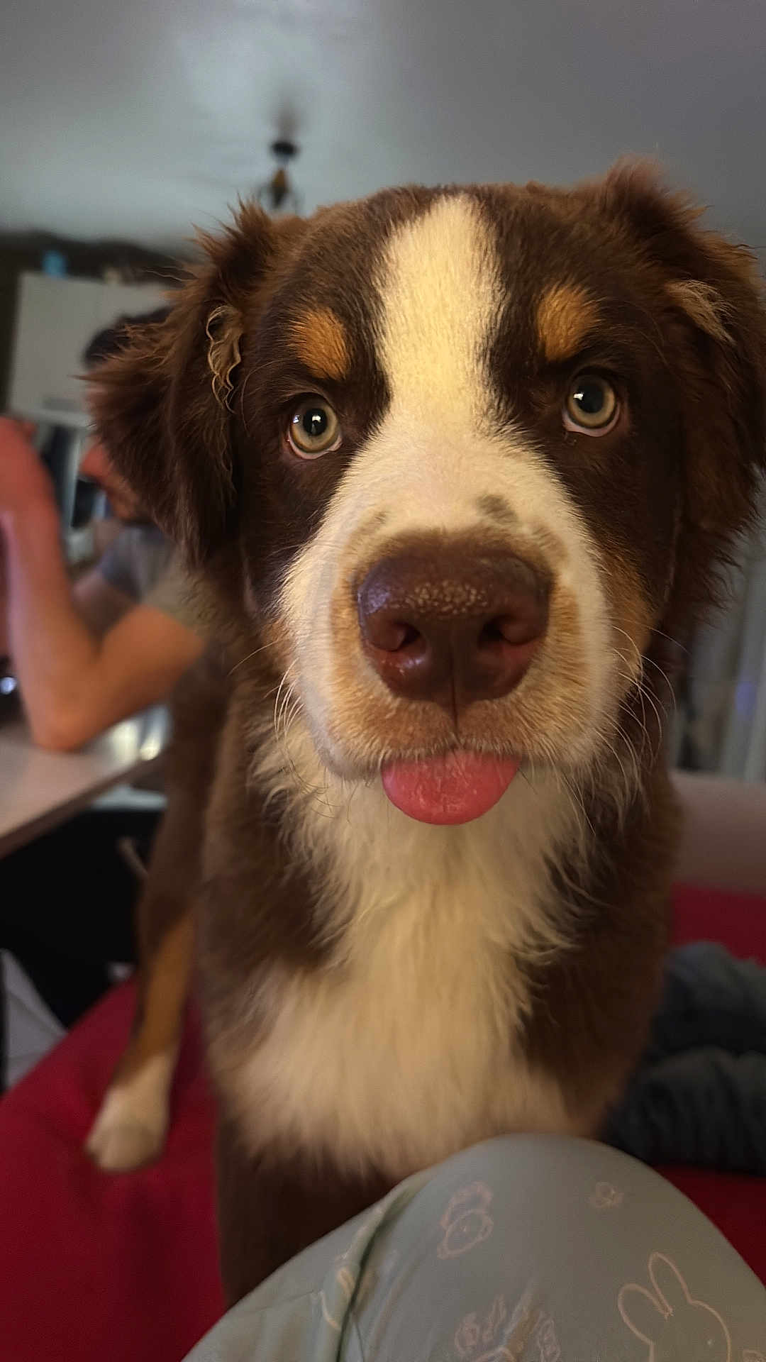 Sunny a rejoint le concours — aidez-le/la à gagner de superbes lots ! dog, close_up, tongue_out, brown_and_white, indoor, pet, furry, canine, cute, face, animal, domestic_animal, companion, looking_at_camera, blurred_background, person_in_background, table, home, fur, eyes