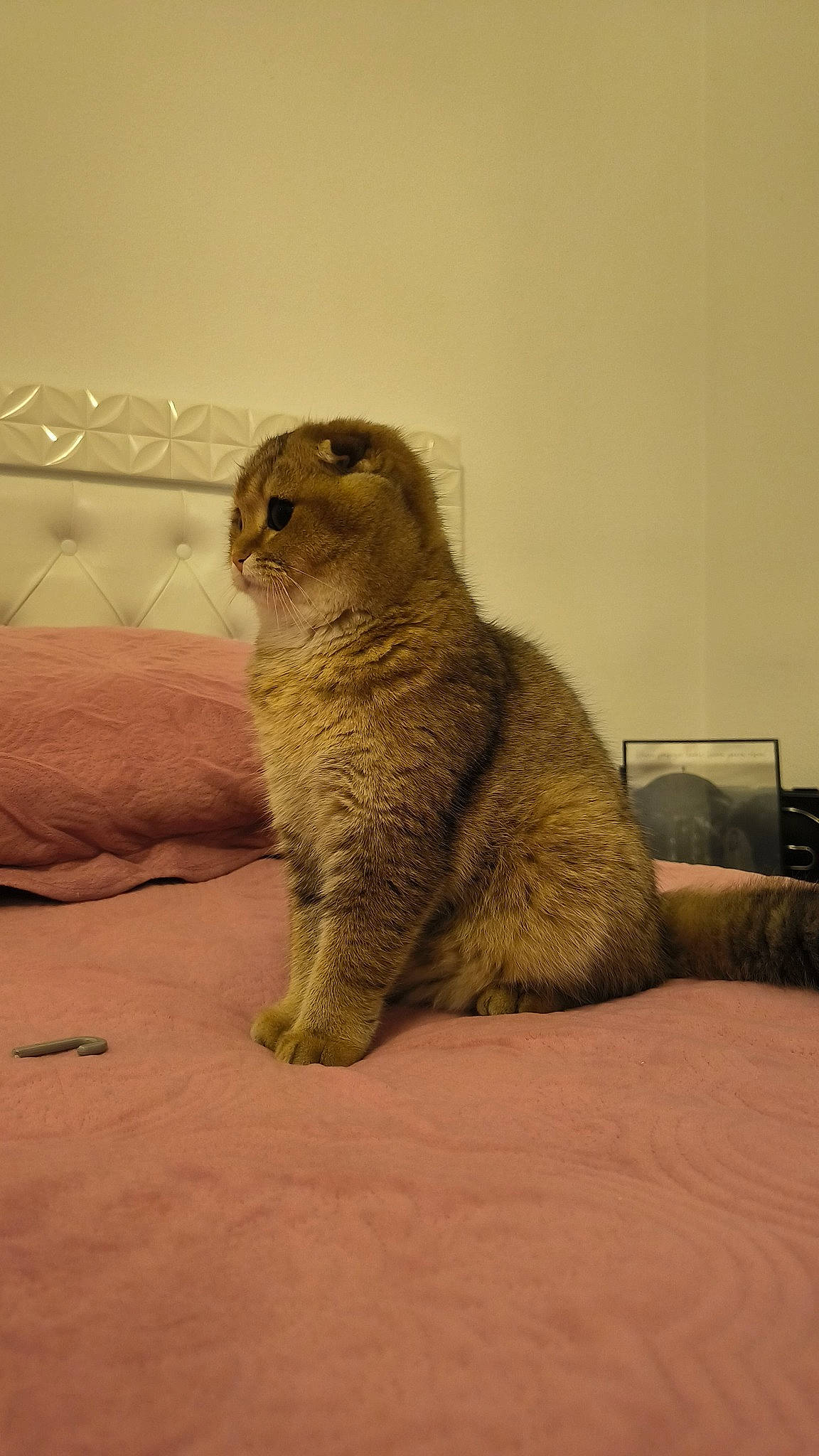 Bounty a rejoint le concours — aidez-le/la à gagner de superbes lots ! art, carnivore, claw, domestic_short_haired_cat, fawn, felidae, fur, meerkat, paw, small_to_medium_sized_cats, snout, tail, terrestrial_animal, whiskers, wildlife, window, wood