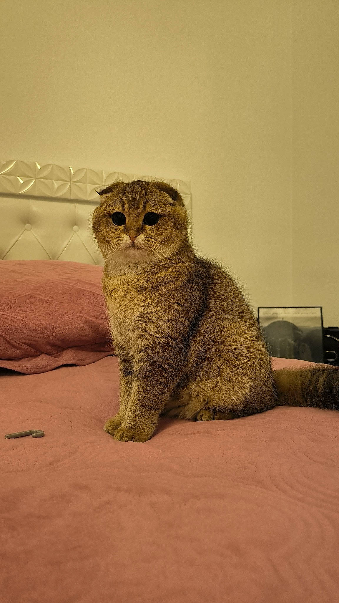 Bounty participe au concours pour gagner de l'argent avec cette photo : art, carnivore, cat, comfort, domestic_short_haired_cat, fawn, felidae, fur, grey, paw, sand, small_to_medium_sized_cats, snout, tail, terrestrial_animal, whiskers, window, wood