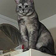 Duman participe au concours pour gagner de l'argent avec cette photo : animal, cabinet, calm, cat, curious, domestic, ears, feline, fur, furniture, gray_tabby, household, indoor, looking_up, pet, portrait, quiet, sitting, still_life, whiskers