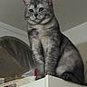 animal, cabinet, calm, cat, curious, domestic, ears, feline, fur, furniture, gray_tabby, household, indoor, looking_up, pet, portrait, quiet, sitting, still_life, whiskers