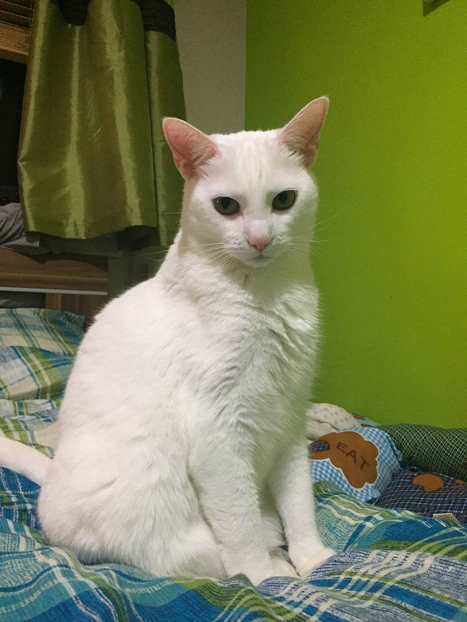 Arizona is registered to the contest to win money with this photo: aegean_cat, balinese, burmilla, cat, cat_like_mammal, colorpoint_shorthair, domestic_short_haired_cat, european_shorthair, fauna, german_rex, japanese_bobtail, javanese, khao_manee, kitten, paw, person, small_to_medium_sized_cats, tail, turkish_angora, turkish_van