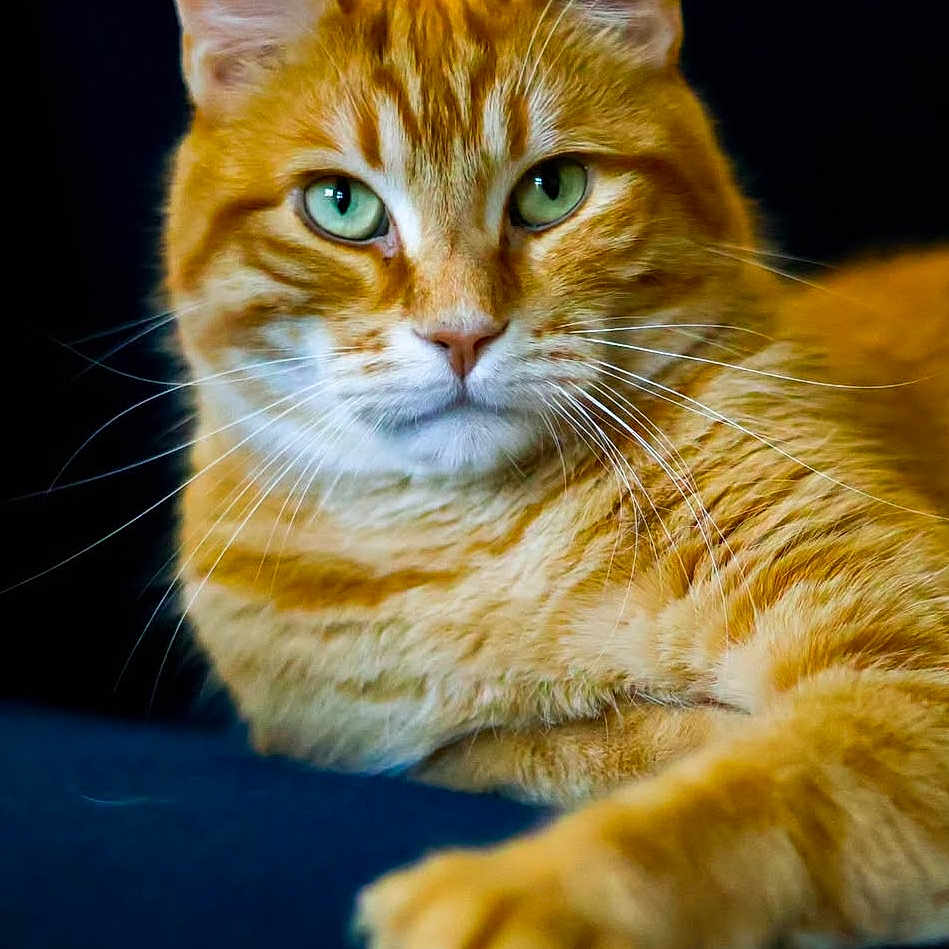 Cat'S a rejoint le concours — aidez-le/la à gagner de superbes lots ! animal, calm, cat, close_up, cute, domestic_cat, feline, friendly, fur, ginger_cat, green_eyes, indoor, lying_down, mammal, orange_fur, pet, portrait, relaxed, soft_fur, whiskers