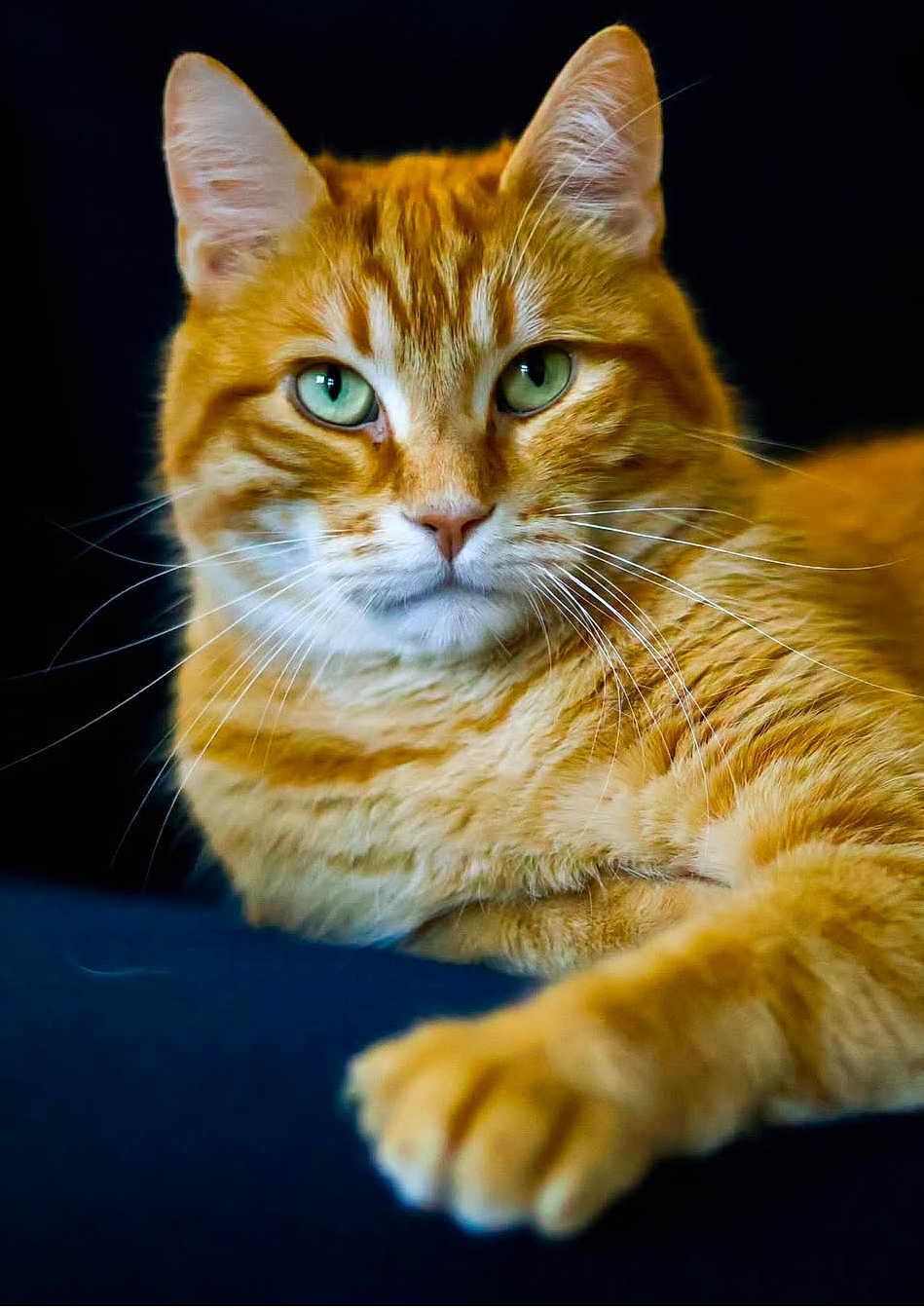 Cat'S a rejoint le concours — aidez-le/la à gagner de superbes lots ! cat, ginger_cat, green_eyes, whiskers, fur, close_up, portrait, domestic_cat, animal, pet, feline, relaxed, lying_down, soft_fur, orange_fur, indoor, calm, cute, mammal, friendly