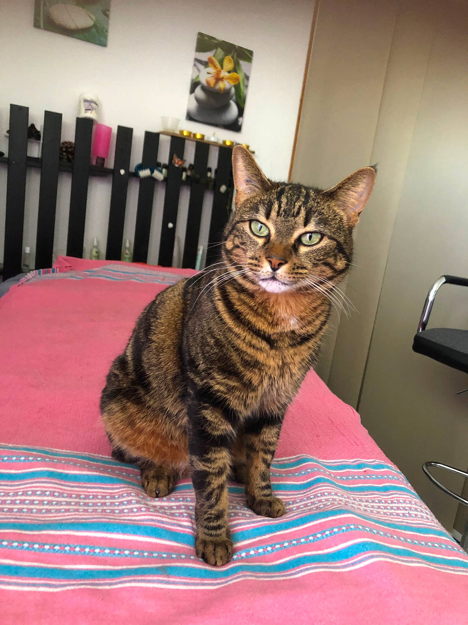 Tiky a rejoint le concours — aidez-le/la à gagner de superbes lots ! american_shorthair, asian, bengal, california_spangled, carnivore, cat, domestic_short_haired_cat, dragon_li, european_shorthair, felidae, kitten, mammal, ocicat, pixie_bob, small_to_medium_sized_cats, sokoke, tabby_cat, toyger, vertebrate, whiskers