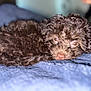 puppy, dog, brown, curly_fur, lying_down, blanket, soft, indoor, pet, cute, animal, fur, closeup, portrait, eyes, resting, young_dog, cozy, companion, domestic_animal