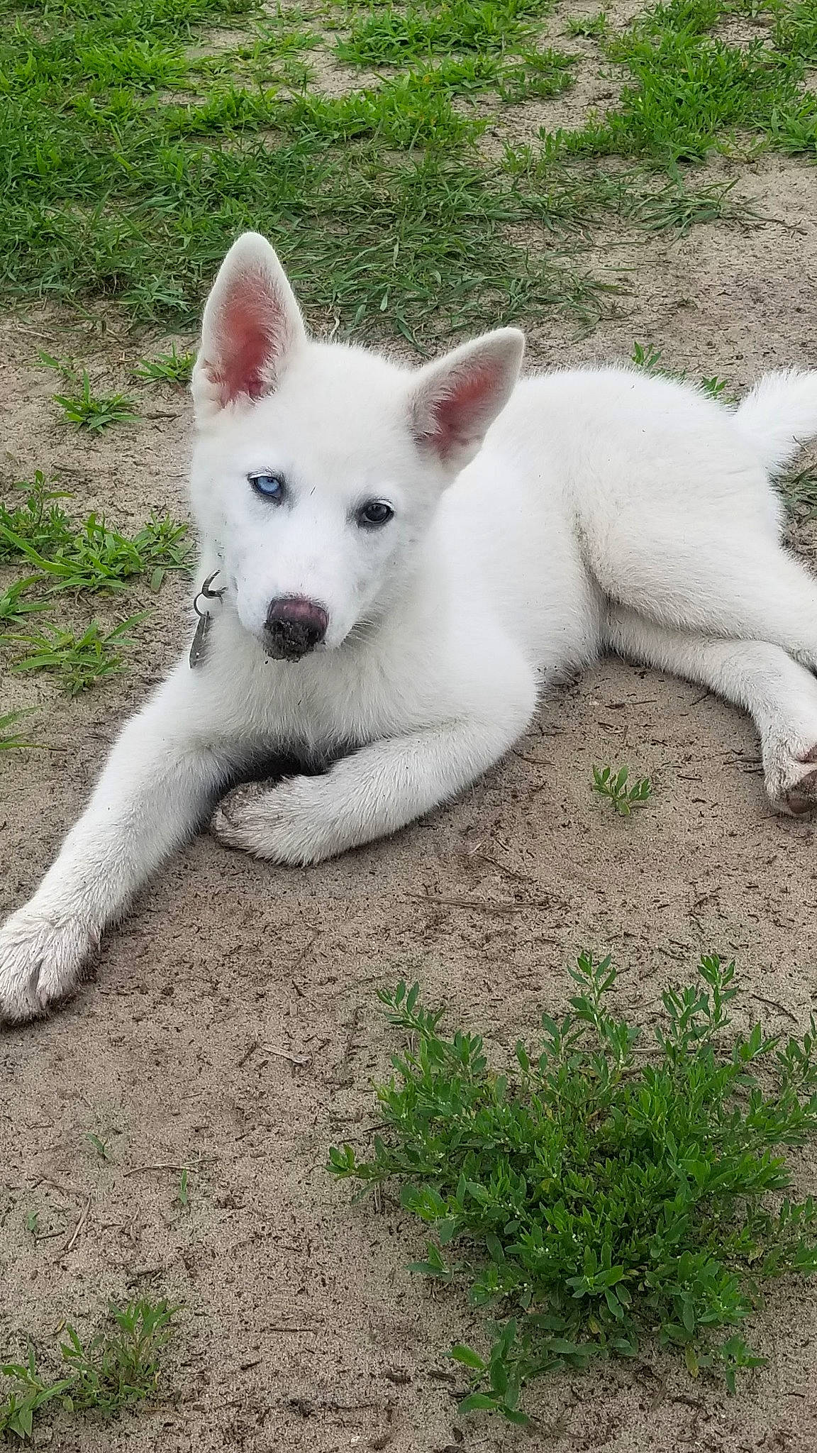 Fitz joined the competition — help win amazing prizes! bicycle, canidae, carnivore, companion_dog, dog, dog_breed, grass, non_sporting_group, plant, sporting_group, tail, terrestrial_animal, working_animal