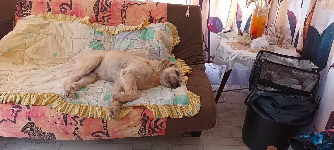 Helios participe au concours pour gagner de l'argent avec cette photo : art, bed_sheet, bedding, bedroom, carnivore, chair, comfort, event, fawn, felidae, flooring, fur, furniture, linens, luggage_and_bags, room, table, tablecloth, textile, wood