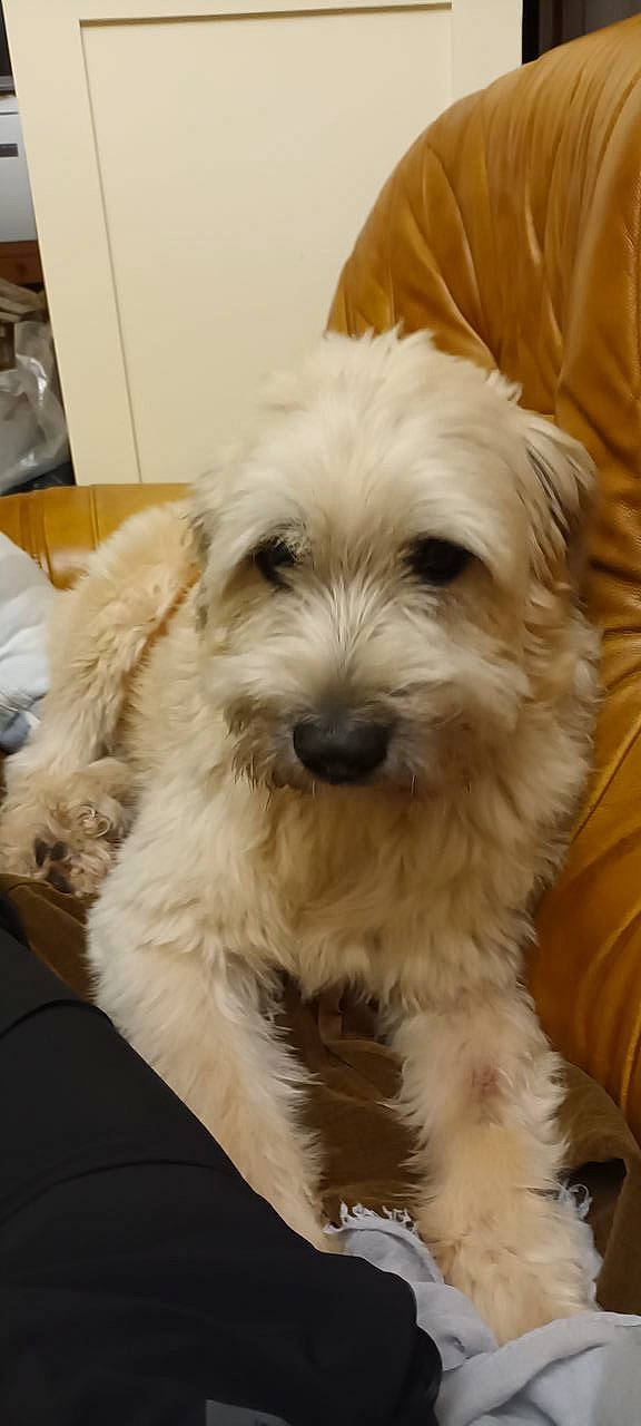 Helios a rejoint le concours — aidez-le/la à gagner de superbes lots ! canidae, carnivore, companion_dog, dog, dog_breed, fur, maltepoo, natural_material, non_sporting_group, shih_poo, small_terrier, snout, sporting_group, terrier, toy_dog, water_dog, working_animal