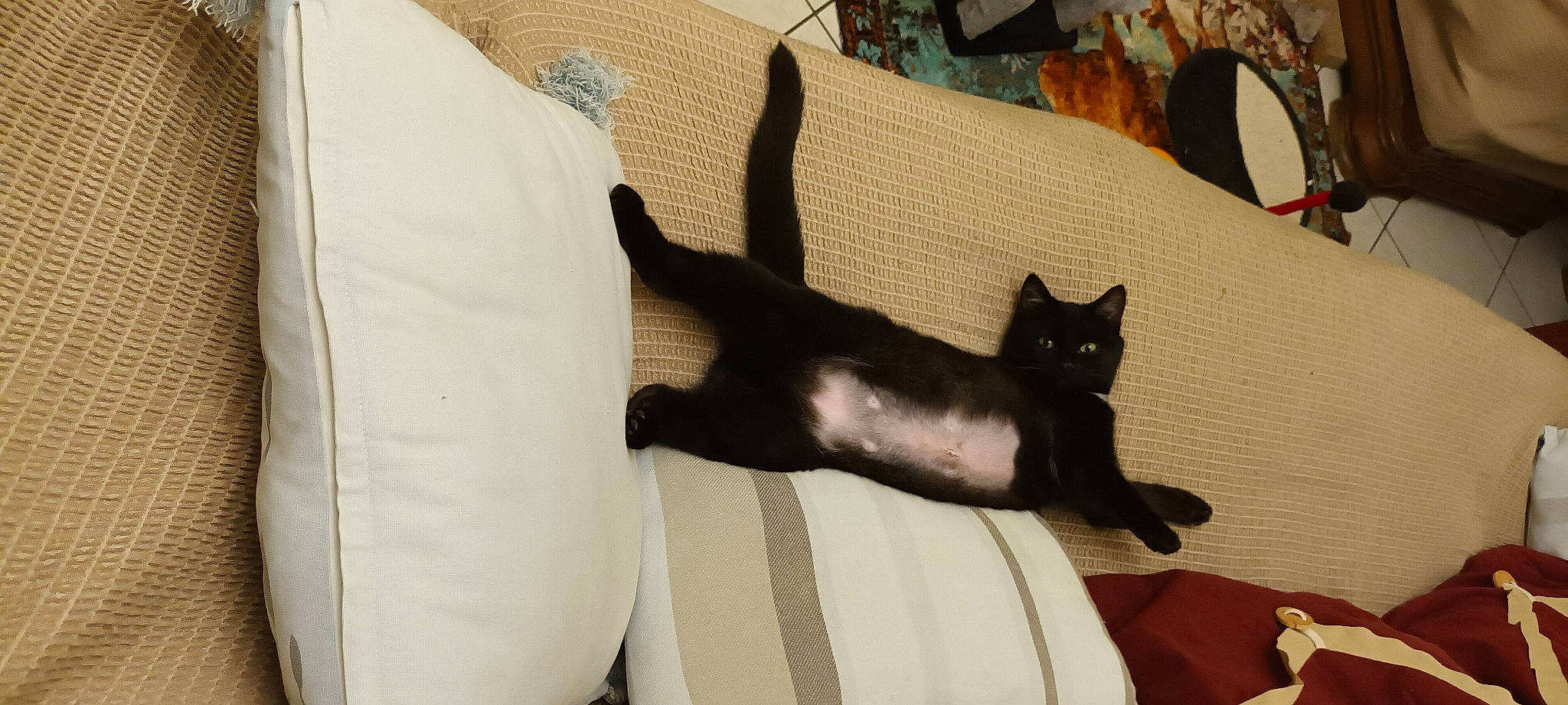 Ursula participe au concours pour gagner de l'argent avec cette photo : black_cat, bombay, carnivore, cat, comfort, couch, domestic_short_haired_cat, fawn, felidae, fur, grey, hardwood, human_leg, leg, linens, small_to_medium_sized_cats, snout, tail, whiskers, wood