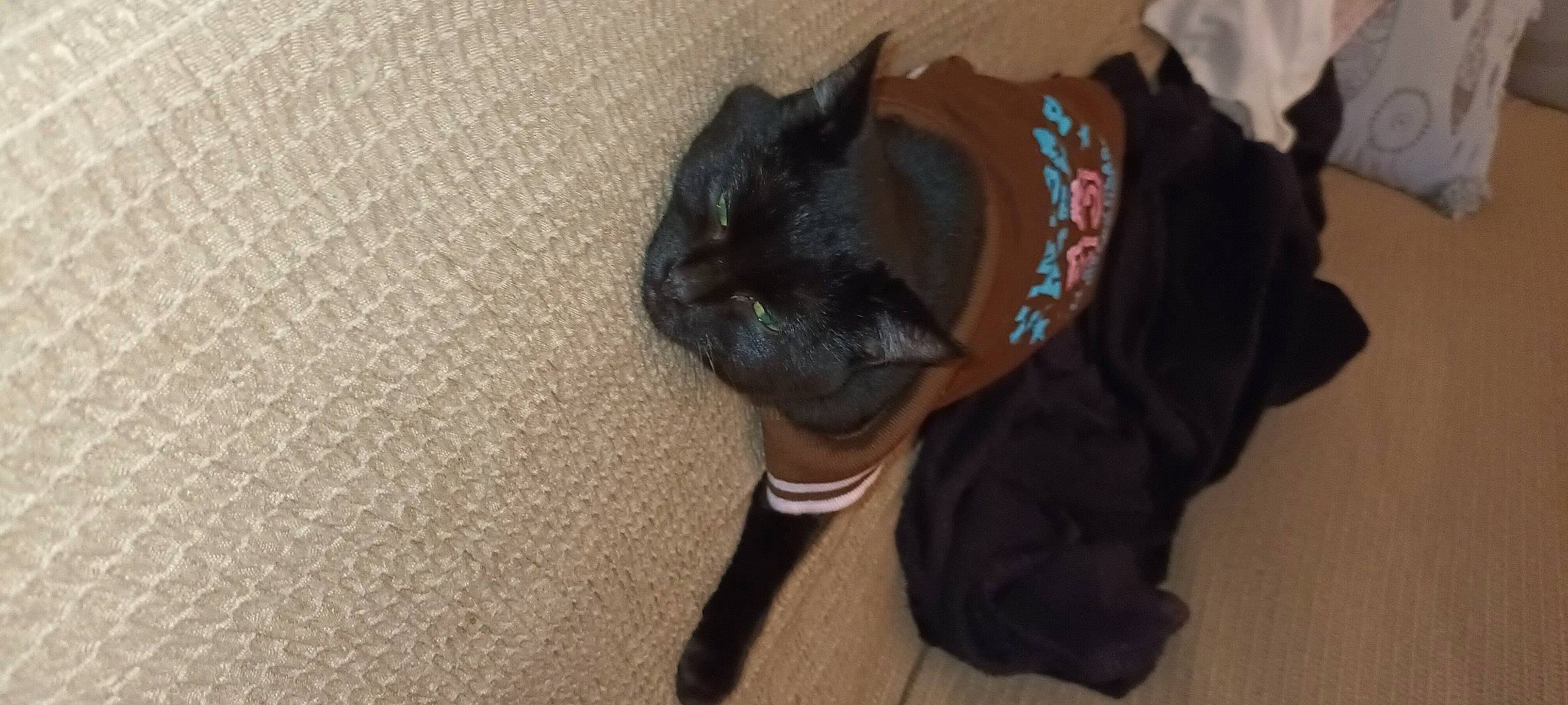 Ursula participe au concours pour gagner de l'argent avec cette photo : black_cat, canidae, carnivore, cat, collar, companion_dog, dog, dog_breed, ear, fawn, felidae, flooring, fur, paw, pet_supply, small_to_medium_sized_cats, snout, sporting_group, tail, whiskers