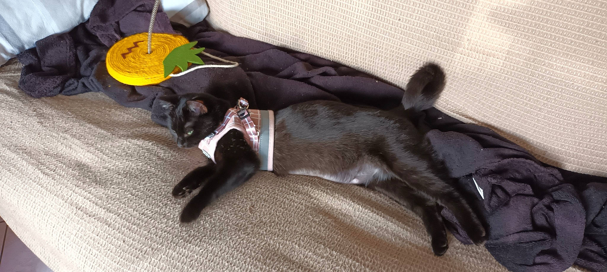 Ursula a rejoint le concours — aidez-le/la à gagner de superbes lots ! canidae, carnivore, collar, comfort, companion_dog, dog, dog_breed, dog_supply, fawn, felidae, grey, liver, paw, pet_supply, small_to_medium_sized_cats, sporting_group, tail, tie, whiskers, working_animal