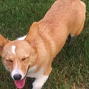 Sadie Mae joined the competition — help win amazing prizes! animal, ball, bodypart, canine, dog, football, fox, grass, hound, husky, lawn, mouth, person, pet, plant, puppy, snout, soccer, soccerball, sport