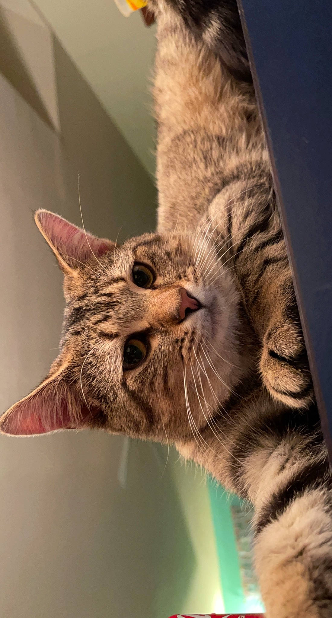 Bob joined the competition — help win amazing prizes! carnivore, cat, claw, close_up, domestic_short_haired_cat, ear, eye, fawn, felidae, fur, gesture, paw, small_to_medium_sized_cats, snout, tail, terrestrial_animal, whiskers, wildlife, window