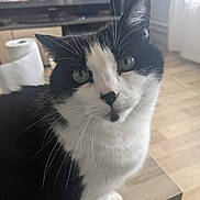 Titite a rejoint le concours — aidez-le/la à gagner de superbes lots ! cat, black_and_white, green_eyes, whiskers, table, living_room, television, paper_towel, wooden_floor, curious, pet, indoor, feline, close_up, sitting, fur, domestic_animal, household, home, portrait