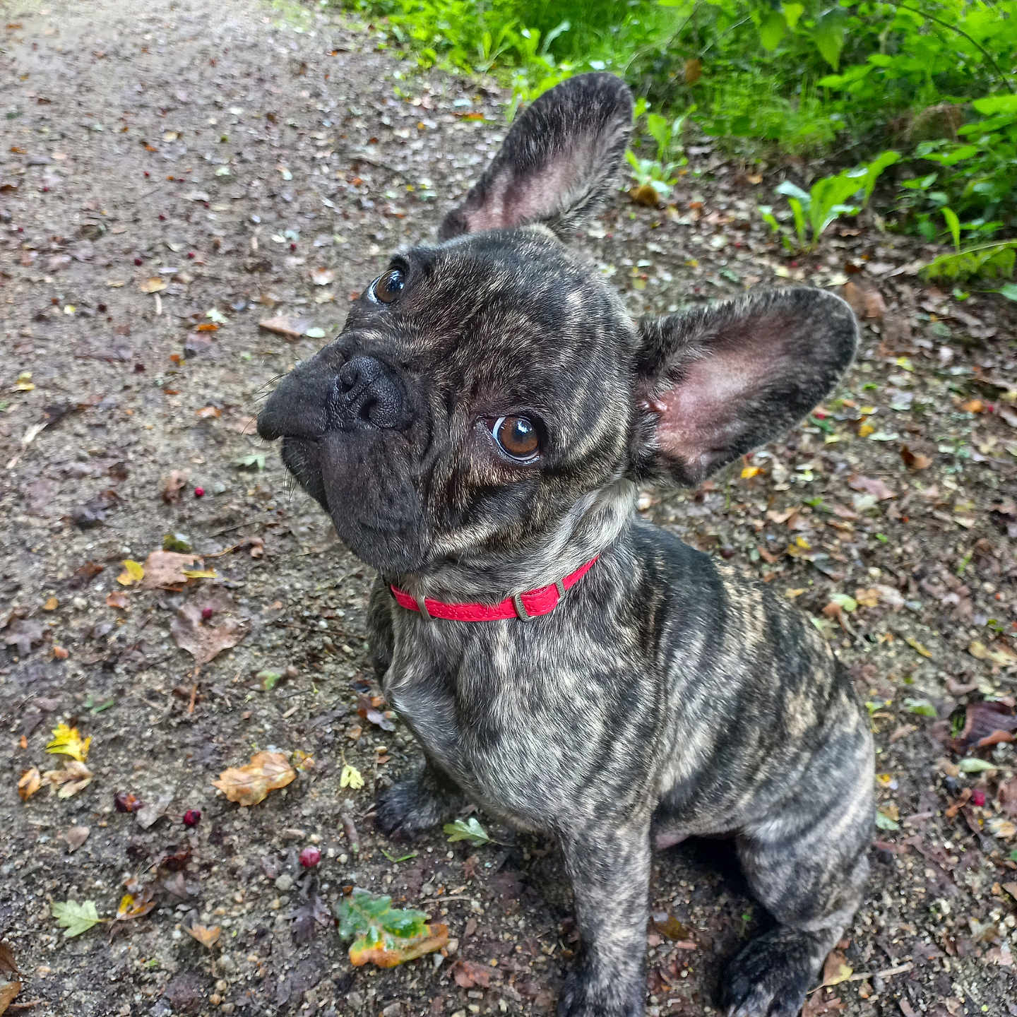 Aïko a rejoint le concours — aidez-le/la à gagner de superbes lots ! animal, brindle, brown_eyes, collar, curious, cute, dog, ears, forest_path, french_bulldog, greenery, ground, head_tilt, leaves, nature, outdoor, pet, puppy, sitting, small_dog