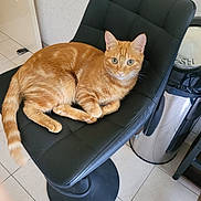 Magnus participe au concours pour gagner de l'argent avec cette photo : cat, orange_tabby, pet, animal, feline, striped_fur, green_eyes, whiskers, ears, tail, sitting, lying_down, chair, black_chair, indoor, office, tiled_floor, desk, cables, portrait