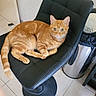 cat, orange_tabby, pet, animal, feline, striped_fur, green_eyes, whiskers, ears, tail, sitting, lying_down, chair, black_chair, indoor, office, tiled_floor, desk, cables, portrait