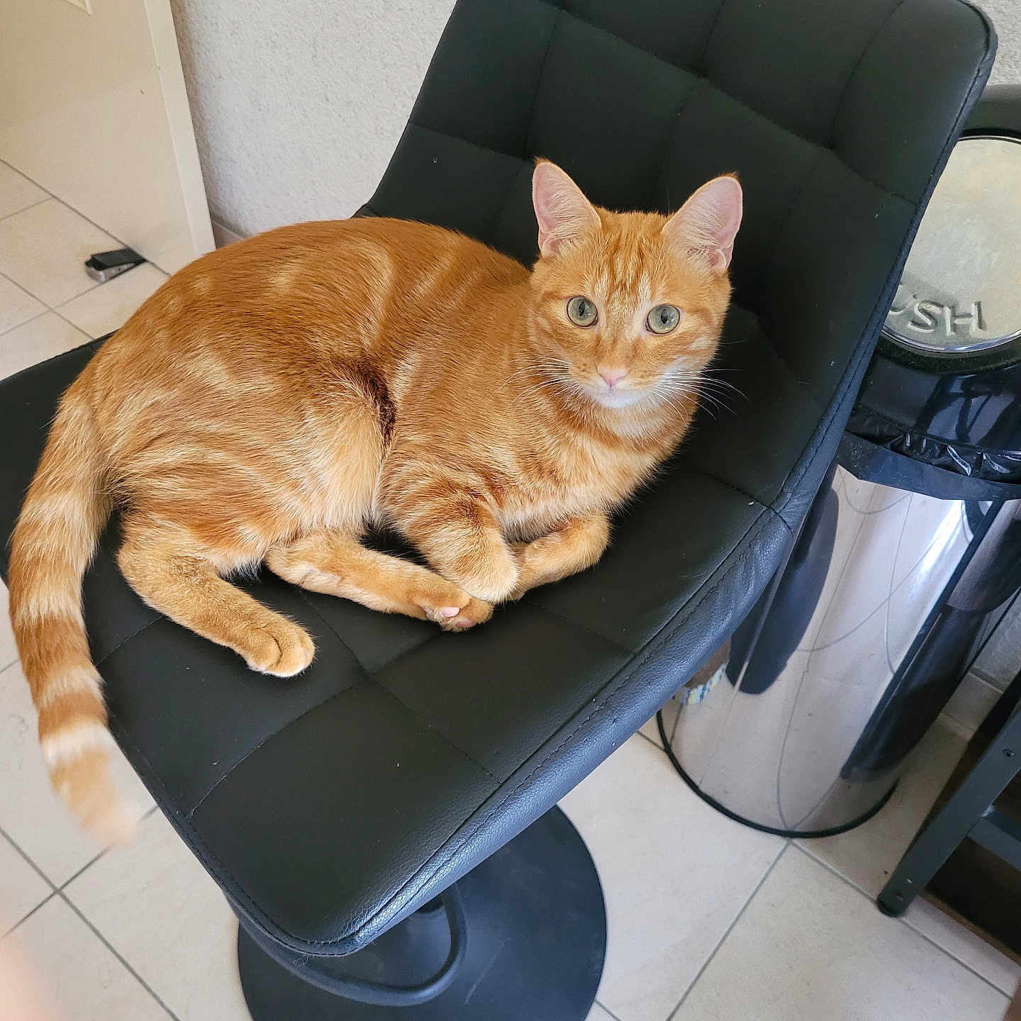 Magnus participe au concours pour gagner de l'argent avec cette photo : cat, orange_tabby, pet, animal, feline, striped_fur, green_eyes, whiskers, ears, tail, sitting, lying_down, chair, black_chair, indoor, office, tiled_floor, desk, cables, portrait