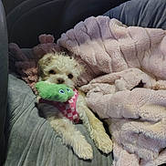 Molly joined the competition — help win amazing prizes! dog, puppy, toy, green_toy, pink_harness, blanket, plush_blanket, couch, gray_couch, indoor, pet, cute, small_dog, fur, relaxed, cozy, animal, companion, resting, soft_texture