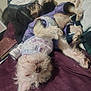 Molly is registered to the contest to win money with this photo: dog, pet, bed, blanket, clothing, purple_outfit, harness, fur, canine, sleeping, upside_down, cozy, indoor, relaxed, cute, messy, fur_texture, paw, nose, resting
