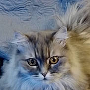 Princesse participe au concours pour gagner de l'argent avec cette photo : cat, tabby, fluffy, gray, pet, animal, feline, eyes, paws, fur, closeup, indoor, blanket, texture, cute, relaxed, resting, looking, portrait, animal_face