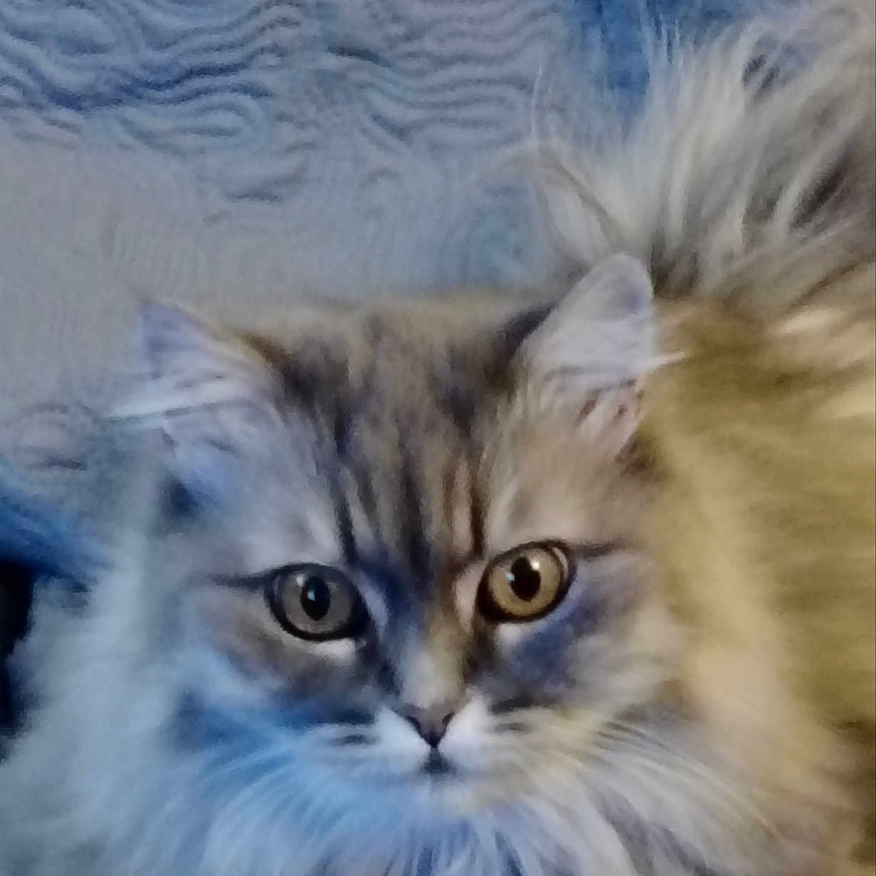 Princesse participe au concours pour gagner de l'argent avec cette photo : animal, animal_face, blanket, cat, closeup, cute, eyes, feline, fluffy, fur, gray, indoor, looking, paws, pet, portrait, relaxed, resting, tabby, texture