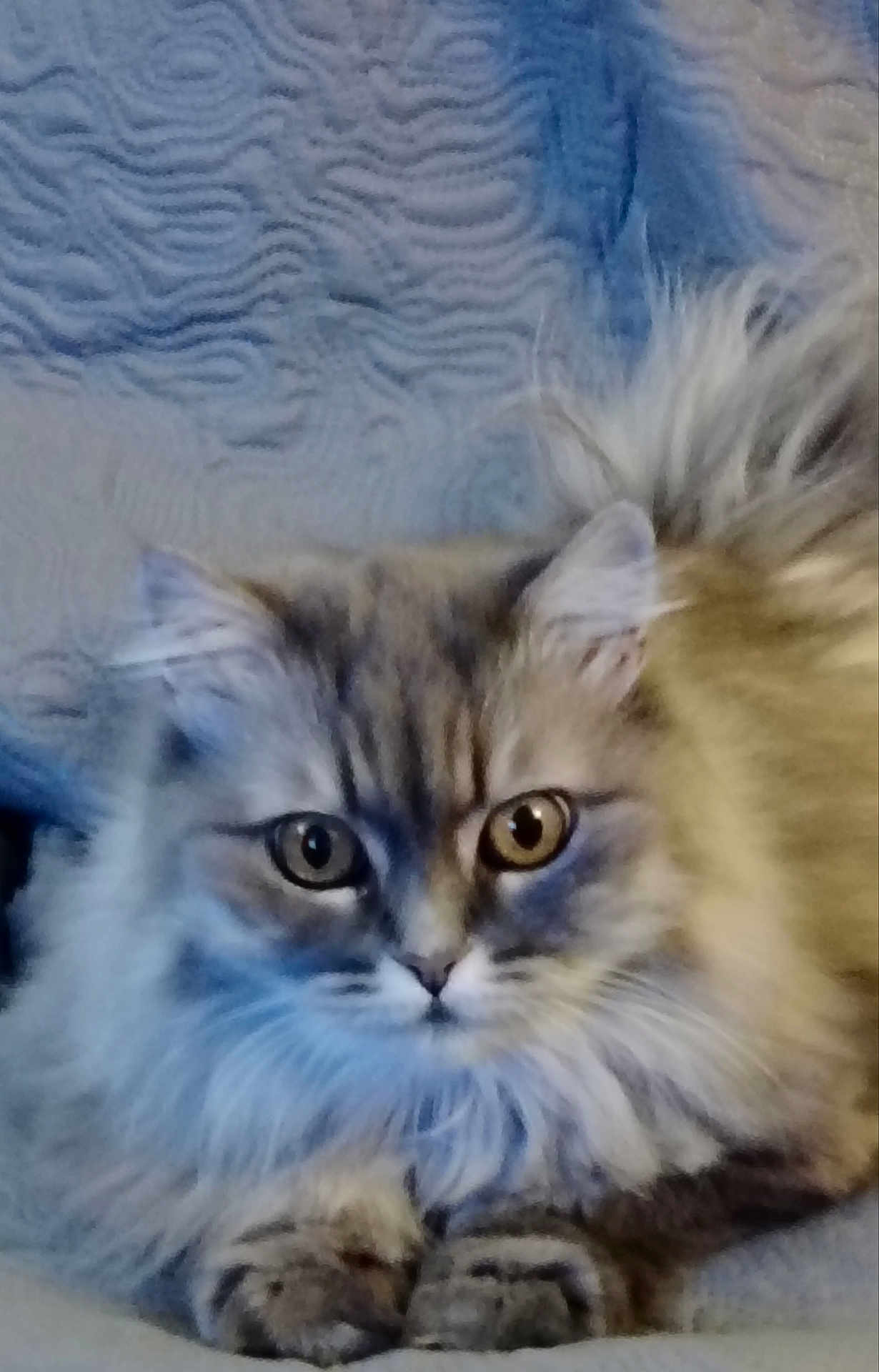 Princesse