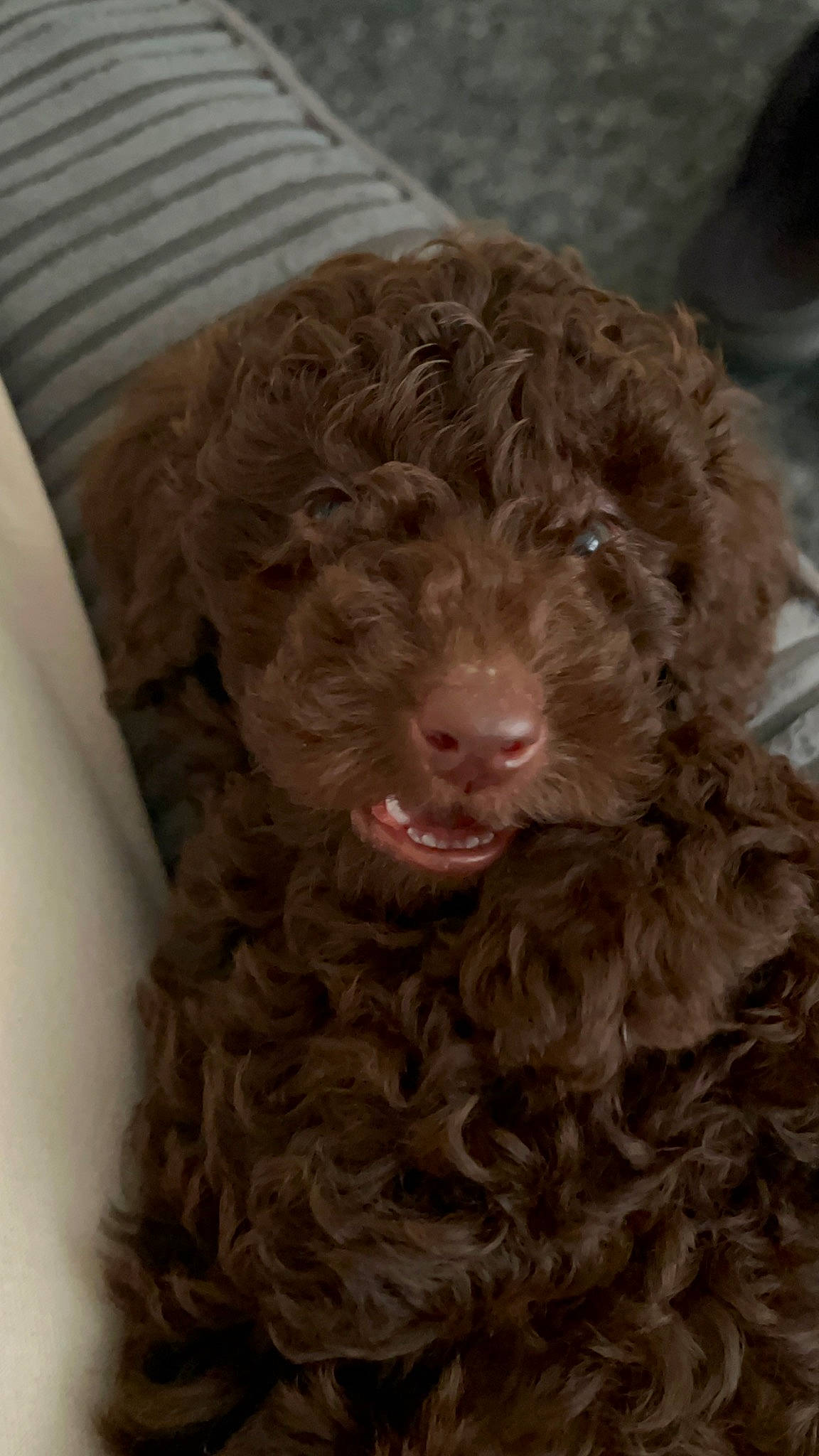 Milo is registered to the contest to win money with this photo: canidae, carnivore, companion_dog, dog, dog_breed, fur, liver, natural_material, poodle, snout, sporting_group, terrestrial_animal, water_dog, working_animal