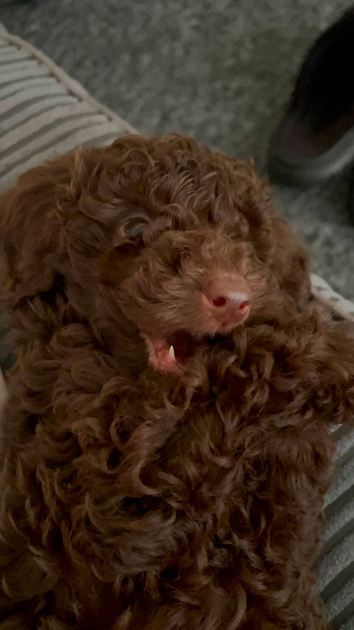 Milo is registered to the contest to win money with this photo: carnivore, companion_dog, dog, dog_breed, ear, fiber, fur, liver, natural_material, ringlet, snout, sporting_group, water_dog, working_animal