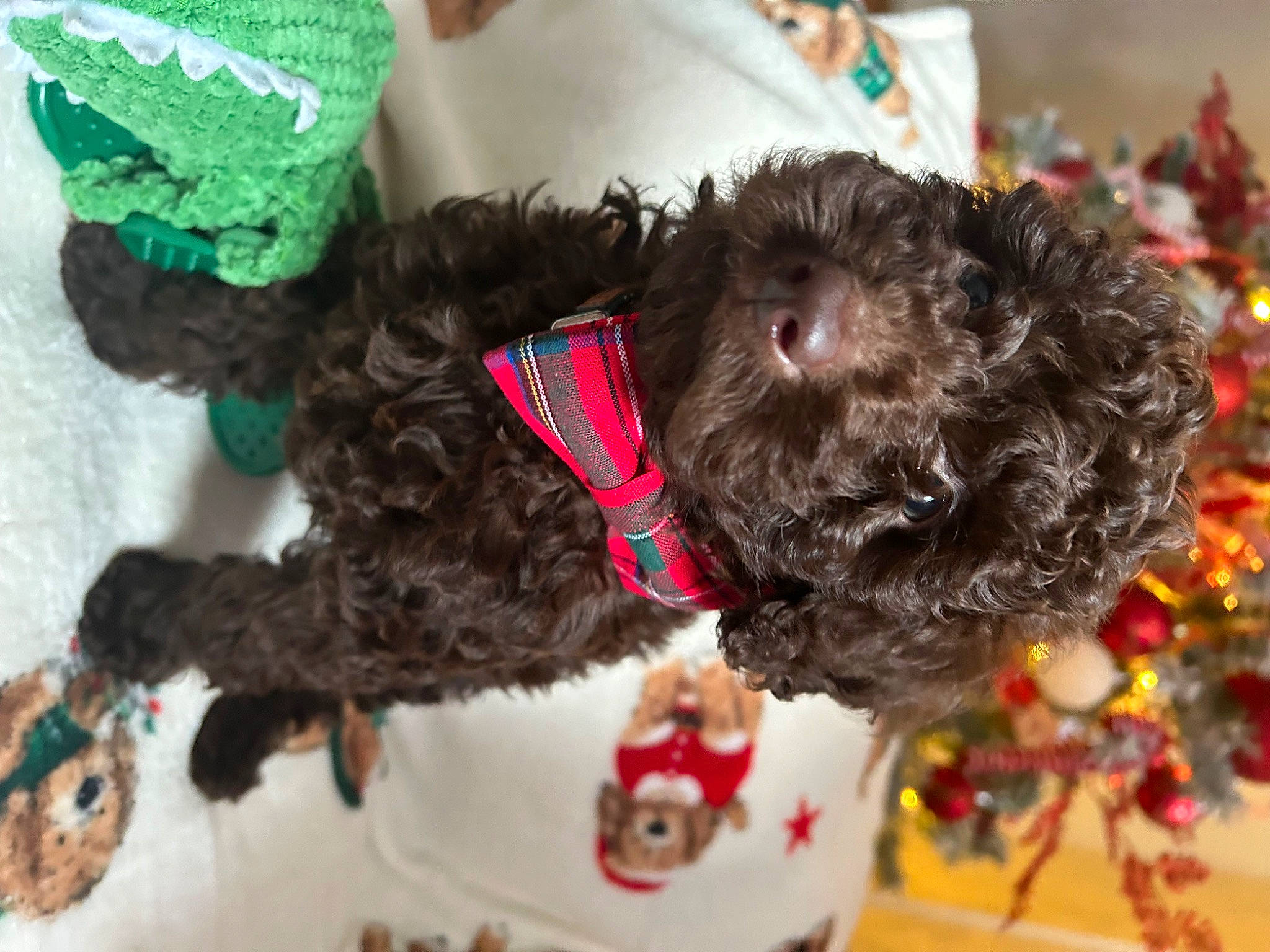Milo joined the competition — help win amazing prizes! bow_tie, canidae, carnivore, collar, companion_dog, dog, dog_breed, dog_collar, dog_supply, event, fur, liver, plush, sporting_group, stuffed_toy, tail, toy, toy_dog, water_dog, working_animal